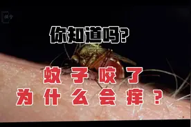 为什么被蚊子咬了之后会痒了？它是怎么吸血的？