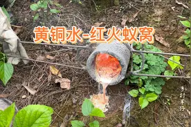 红火蚁危害农田！小伙浇筑1500℃黄铜水，灭蚁得蚁巢金灿灿视频封面