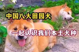 中国八大田园犬 让我们一起认识一下我们中国的本土犬种