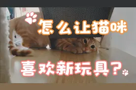 让小猫喜欢猫爬架的秘诀