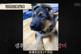富二代德牧专咬主人，谁知训犬师神操作一秒让它破防