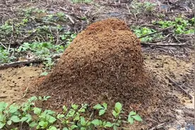 发现野外火蚁窝，往里浇筑1500度铜液，消灭红火蚁得到金色蚁穴巢视频封面