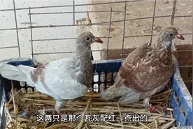 瓦灰公配红雨点母能出什么颜色