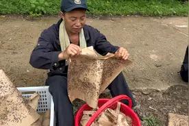 东北山里养蚕，蛾籽撕成条挂树上，出生就有树叶吃，不用人工喂