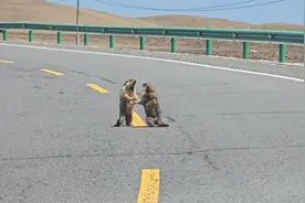 笑死我了，路上遇到两个土拨鼠打架。视频封面