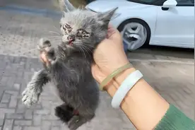 流浪小猫眼睛痛如针扎，突然被1陌生女子拎起，小猫害怕发抖