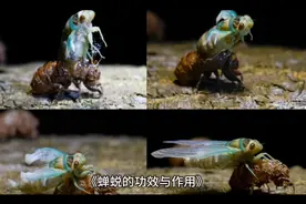 蝉蜕的功效与作用视频封面