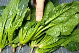 炒菠菜记住不要直接下锅炒，教你技巧，鲜嫩好吃，不出水不发黄视频封面