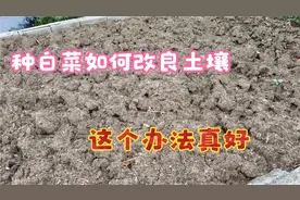 种白菜翻地前撒一把，白菜不烂根不烧心长势旺，不花一分钱