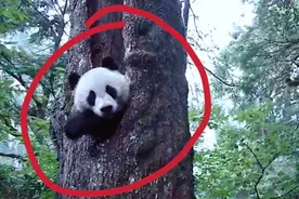 四川雅安一野生大熊猫钻离地面3米多高的树洞里，卖萌看风景！视频封面