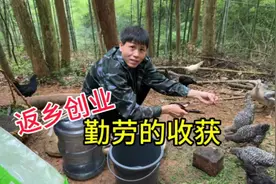 农村小伙返乡创业，每天起早贪黑的干活，让人看了都心疼，真勤快视频封面