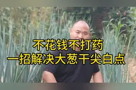 不打药，不花一分钱，就能解决大葱的干尖白点黄叶。👍👍👍👍
