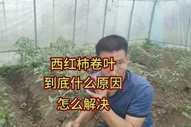 西红柿卷叶到底是什么原因？怎样才能解决？这几点要明白视频封面
