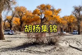 最美轮台胡杨林视频封面