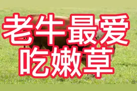 上联：老牛最爱吃嫩草；下联：？？请君赐下联视频封面