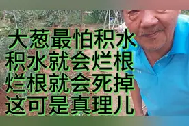 菜园种植小技巧。视频封面