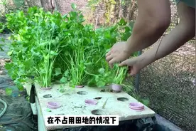 别再为香菜种植发愁，这个泡沫箱水培方法让你一次成功！视频封面