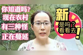 现在农村有3种怪现象，正在蔓延， 你有方法制止吗?视频封面