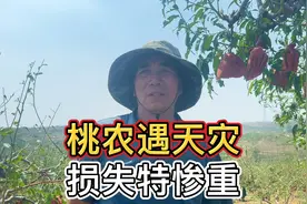 今年果农真的太难了！山东蒙阴部分地区黄桃被冰雹砸烂，损失惨重视频封面