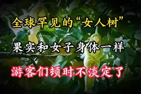 全球罕见的“女人树”，果实和女子身体一样，游客们顿时不淡定了视频封面