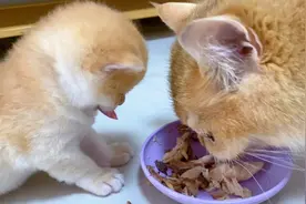 22天的小奶猫就开始吃肉，和猫妈抢肉吃了