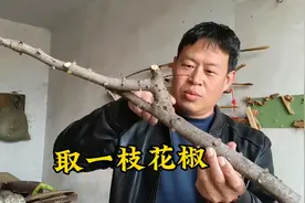 取一枝花椒木，做点东西。视频封面
