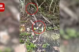 成都上百只虎皮鹦鹉被放生山野 志愿者：根本活不了视频封面