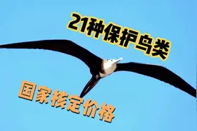 盘点21种保护鸟类国家核定价格，两万达标量刑标准视频封面