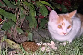 小猫几个月大就被母猫赶出家门，独自在野外生存，长成了高白帅