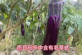 茄子的功效与作用