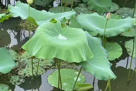 歌曲：《西藏情歌》视频封面