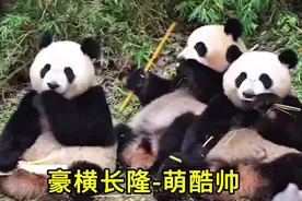 全球唯一拥有火车的大熊猫，萌酷帅三胞胎的生日排面有多大？视频封面