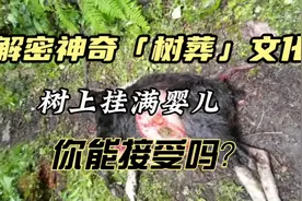 西藏波密少有的树葬文化，把孩子挂在树上，你知道多少？视频封面