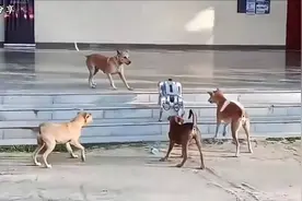 四条真狗集体对机器狗下"黑手"，战斗场面堪称一绝！