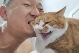 25斤的大橘猫，脸上肉太肥了，我经常忍不住要咬他！非常过瘾视频封面