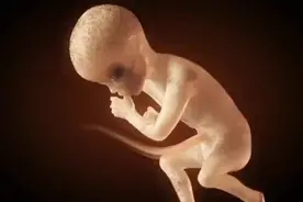 好神奇的一目，胎儿在妈妈肚子里发育全过程。