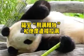 福宝“刑满释放”出来不到5分钟直接躺着炫笋吃！比它爹还心大视频封面