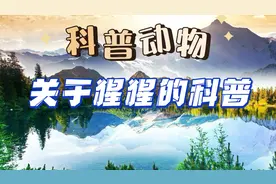 猩猩科普视频封面