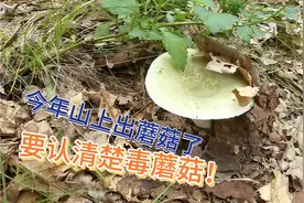 辽宁今年第一茬蘑菇出来了，大叔在去年蘑菇窝捡到青头菌和大腿菇