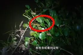 钓鱼佬夜钓碰到不明蛇类，吓得立马收杆走人！视频封面