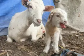 咩咩大叫的小羊视频封面