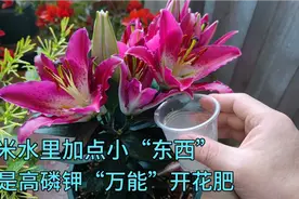 淘米水里加点小“粉末”，就是万能高磷钾肥，让你家的花开得更多视频封面