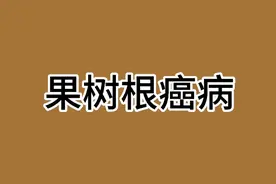 果树得了根癌病不会治怎么办？一起看看这个办法视频封面