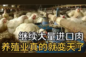 继续大量进口肉养殖业真的就变天了。视频封面