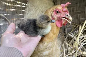 抱窝母鸡孵出小鸭子啦，历时34天太伟大了视频封面