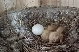 幼鸽出壳鸽子18天能孵蛋出壳小鸽子出壳没有毛种鸽自己搭窝孵蛋