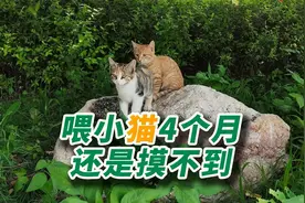 喂小流浪猫4个月了，还是不让摸，请问你们都是靠什么收服猫咪的视频封面