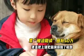 田园犬毛豆，“被迫陪读”圈粉40万，还把上课犯困演绎到了极致