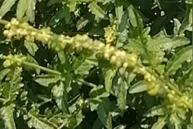 气死大夫草煮水洗冶无名毒肿