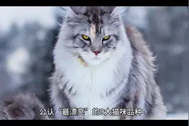 公认“最漂亮”的9种猫，第一名实至名归，不接受反驳！